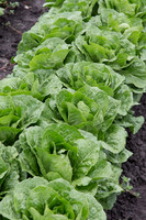 Lettuce_Siskiyou_MX_0008
