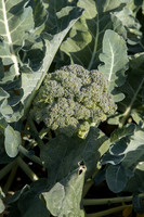 Broccoli_SV3413BL_CA_0006