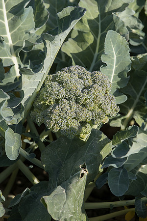 Broccoli_SV3413BL_CA_0006