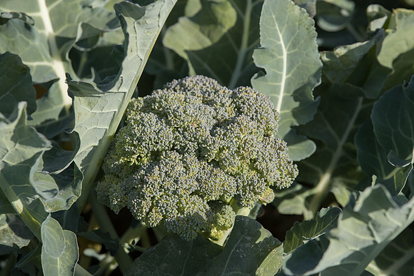 Broccoli_SV3413BL_CA_0004