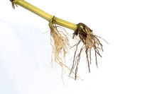 MON_Traits2018_CornRootworm_0839