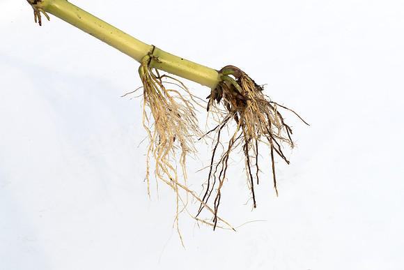 MON_Traits2018_CornRootworm_0839