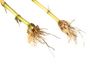 MON_Traits2018_CornRootworm_0758