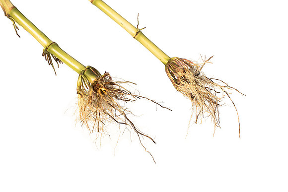 MON_Traits2018_CornRootworm_0758