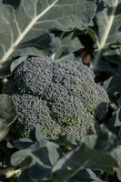 Broccoli_SV1808BL_CA_0017