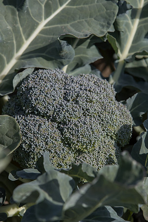 Broccoli_SV1808BL_CA_0017