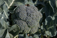 Broccoli_SV1808BL_CA_0011