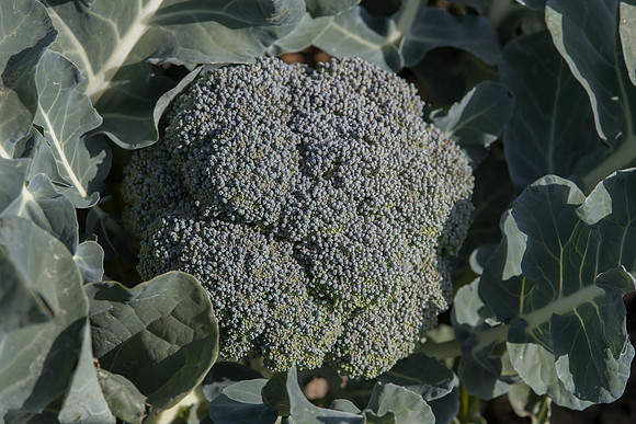 Broccoli_SV1808BL_CA_0011