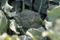 Broccoli_SV1808BL_CA_0008