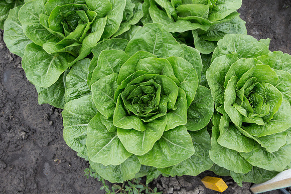 Lettuce_Siskiyou_MX_0009