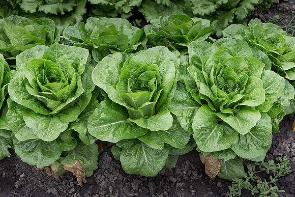 Lettuce_Siskiyou_MX_0012