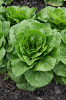Lettuce_Siskiyou_MX_0017