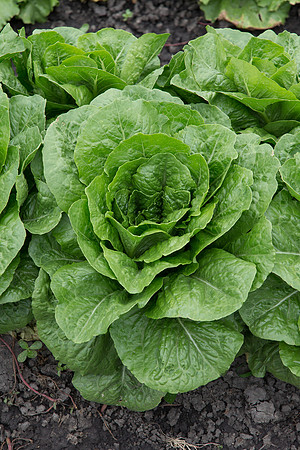 Lettuce_Siskiyou_MX_0017