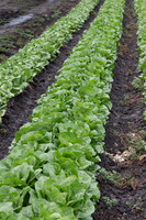 Lettuce_Siskiyou_MX_0004