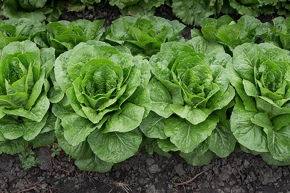 Lettuce_Siskiyou_MX_0015