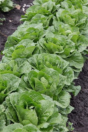 Lettuce_Siskiyou_MX_0006