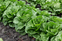 Lettuce_Siskiyou_MX_0023