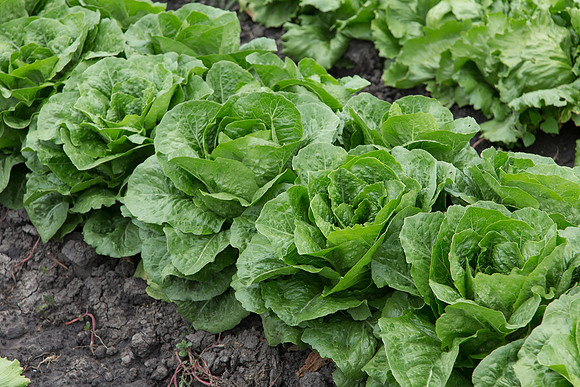 Lettuce_Siskiyou_MX_0023