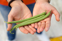 GreenBean_Alhama_MX_0154