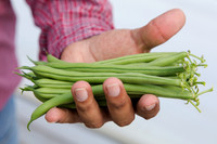 GreenBean_Alhama_MX_0138