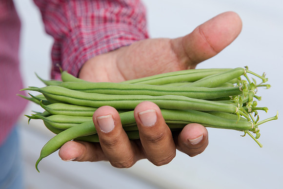 GreenBean_Alhama_MX_0138
