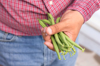 GreenBean_Alhama_MX_0114