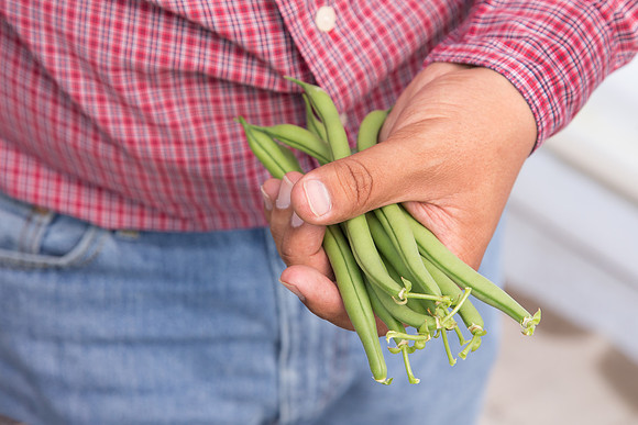 GreenBean_Alhama_MX_0114