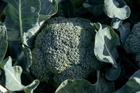 Broccoli_B1199_CA_0045
