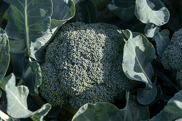 Broccoli_B1199_CA_0045