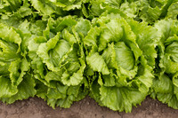Lettuce_8143_CA_0061
