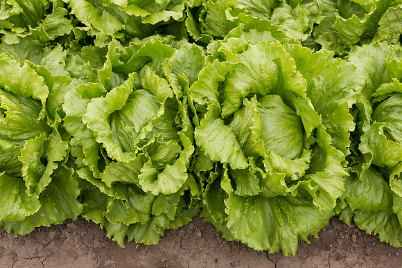 Lettuce_8143_CA_0061