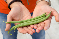 GreenBean_Alhama_MX_0147