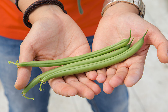 GreenBean_Alhama_MX_0147