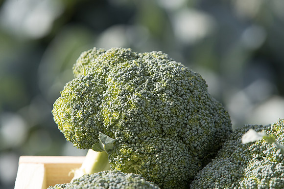 Broccoli_B1199_CA_0003