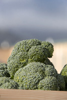 Broccoli_B1199_CA_0017