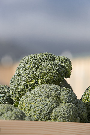 Broccoli_B1199_CA_0017