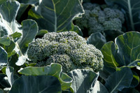 Broccoli_B1199_CA_0048