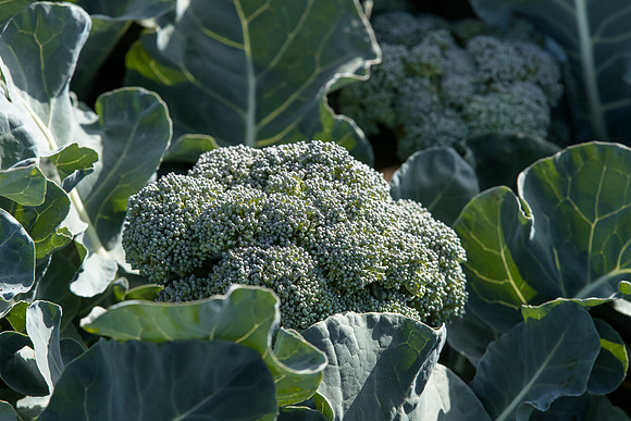 Broccoli_B1199_CA_0048