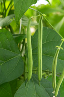 GreenBean_Alhama_MX_0094