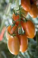 Tomatoes_15TT2160_0018