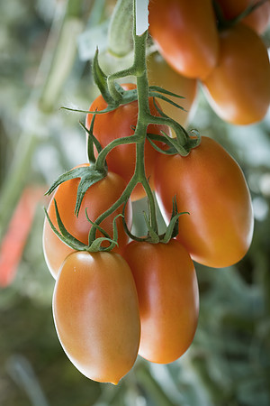 Tomatoes_15TT2160_0018