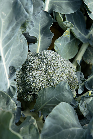 Broccoli_B1199_CA_0032
