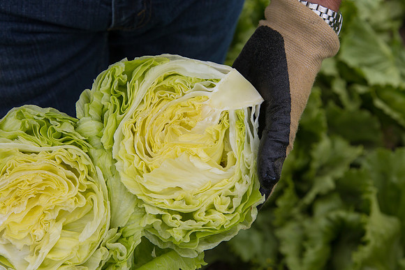 Lettuce_8143_CA_0101