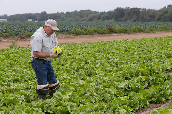 Lettuce_8143_CA_0124