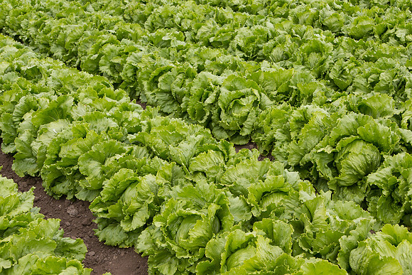 Lettuce_8143_CA_0079