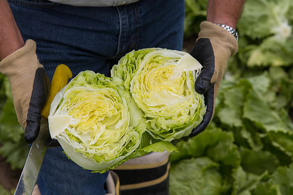 Lettuce_8143_CA_0099