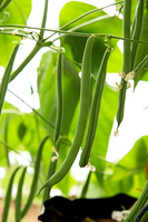 GreenBean_Alhama_MX_0016