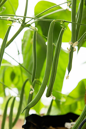 GreenBean_Alhama_MX_0016