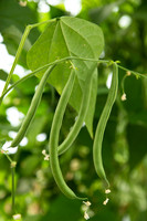 GreenBean_Alhama_MX_0002