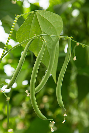 GreenBean_Alhama_MX_0002